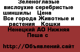 Зеленоглазые вислоухие серебристые шиншилы › Цена ­ 20 000 - Все города Животные и растения » Кошки   . Ненецкий АО,Нижняя Пеша с.